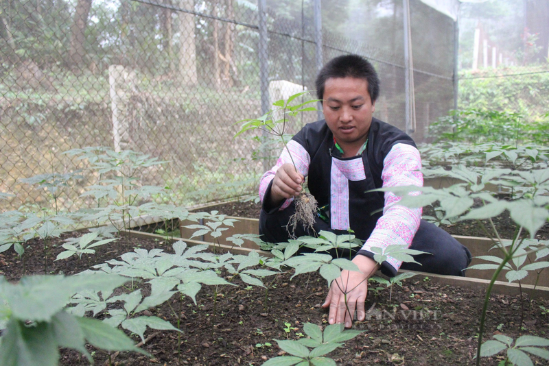 Sam Ngoc Linh ben re dat Son La, dong bao dan toc Mong thoat ngheo