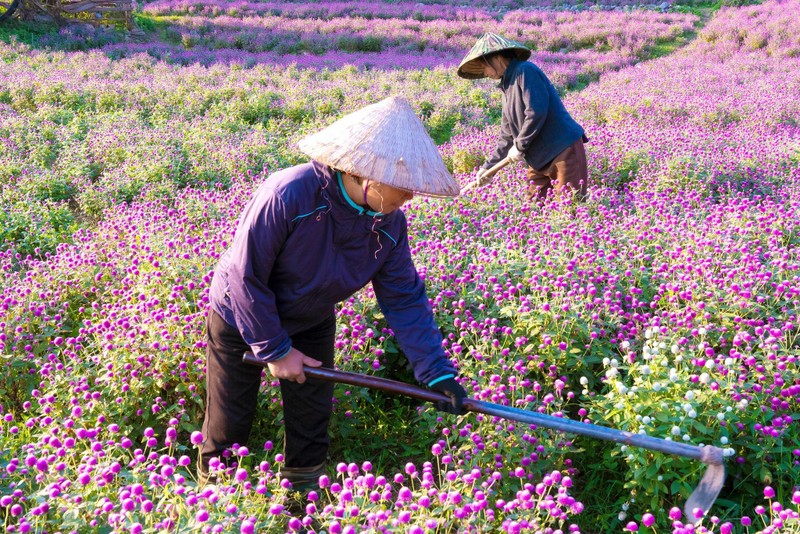 Kham pha canh dong hoa dep tua troi Au giua long Ha Noi-Hinh-3