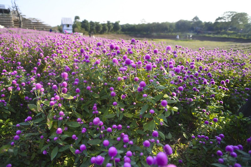 Kham pha canh dong hoa dep tua troi Au giua long Ha Noi-Hinh-5