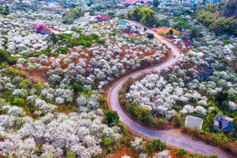 Tinh khoi mua hoa man Son La-Hinh-2