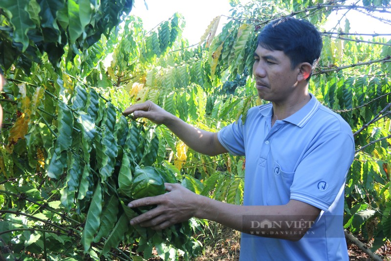 Gia Lai: Nong dan san xuat ca phe theo huong huu co