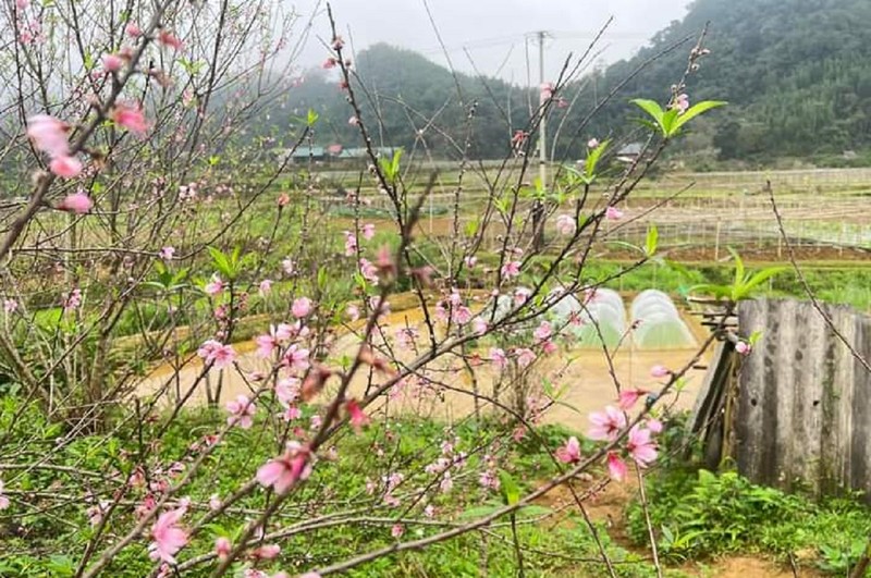 Ngam vuon dao rung khung o ban lang Thanh Hoa-Hinh-3