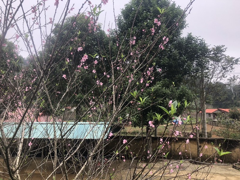 Ngam vuon dao rung khung o ban lang Thanh Hoa-Hinh-4