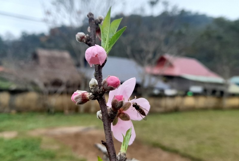 Ngam vuon dao rung khung o ban lang Thanh Hoa-Hinh-8