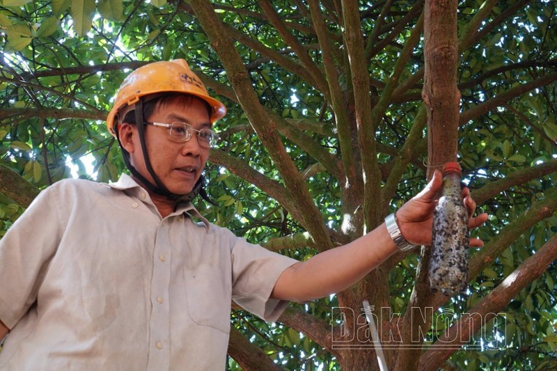 Trong mang cut, ong nong dan Dak Nong thu lai khung