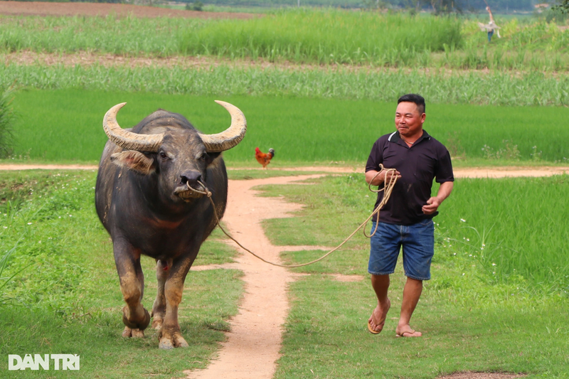 Lai buon tiet lo bi quyet luyen trau choi, ban hot bac-Hinh-8