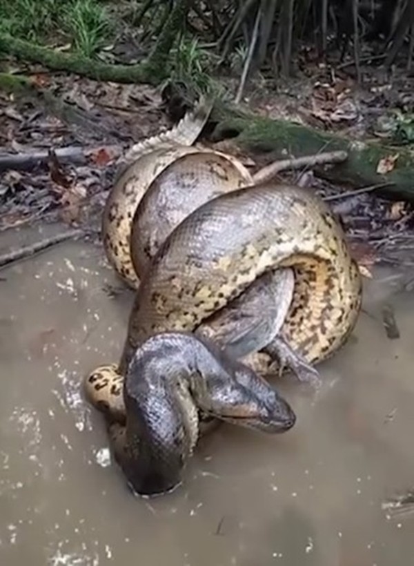 View - 	Khoảnh khắc trăn Anaconda siết chặt cá sấu caiman
