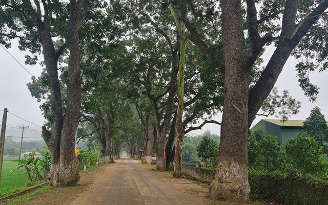 Ngam hang cay xa cu hon 100 nam tuoi duoi chan nui thieng-Hinh-2