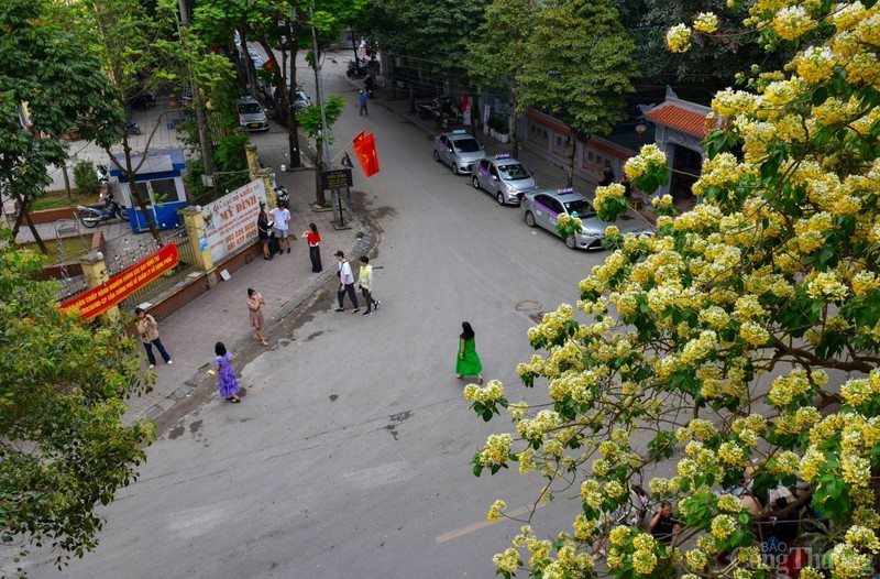 Can canh cay hoa bun 300 nam tuoi doc nhat vo nhi o Ha Noi-Hinh-5