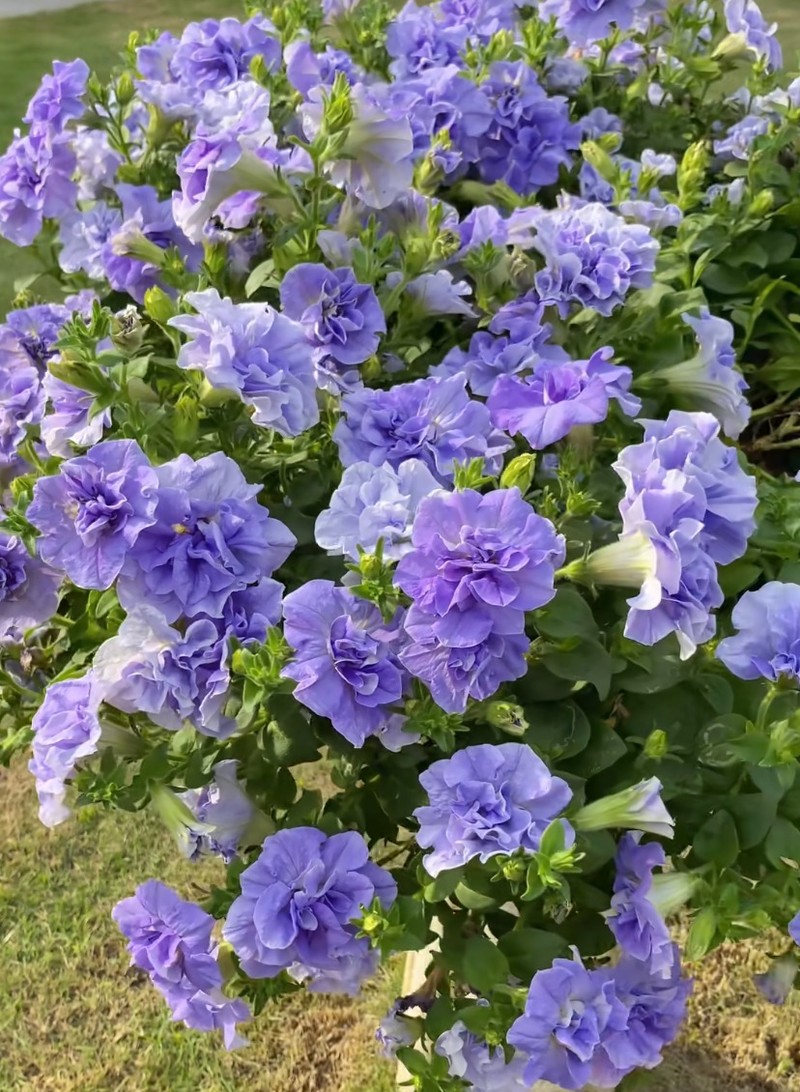 Loai hoa xanh biec khien ban yeu tu cai nhin dau tien-Hinh-11