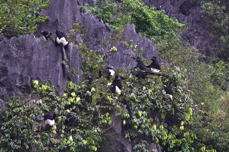 Khoang 200 con dong vat hoang da mong trang nhu tuyet-Hinh-4