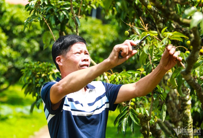 Thu phu vai thieu Luc Ngan mat mua, gia tang gap ruoi-Hinh-2