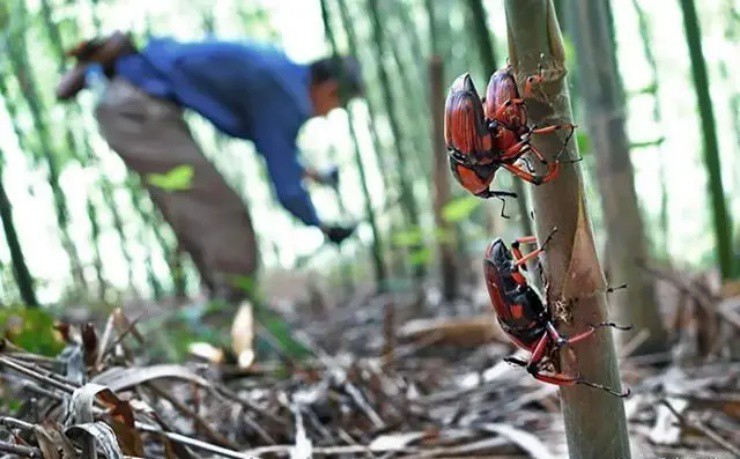 Vao rung chat tre bong vo “mo vang”, gia gan 400.000d/kg