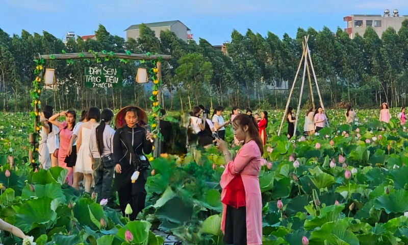 Du khach toi tham quan dam sen bat ngat o Bac Giang-Hinh-9