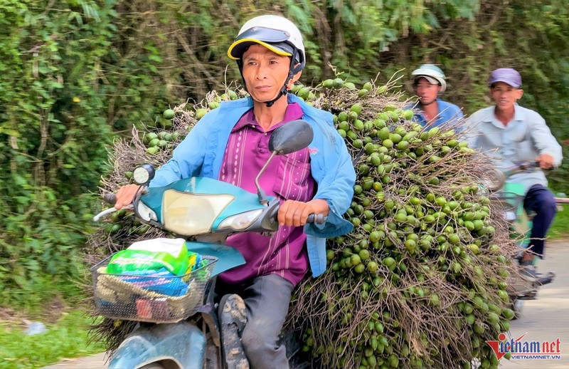 Gia tang ky luc, 1 tan cau tuoi bang ca luong vang-Hinh-8