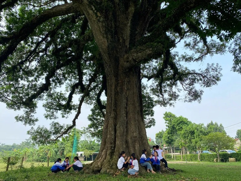 Tan mat cay troi khoang 800 tuoi duoc cong nhan di san-Hinh-12