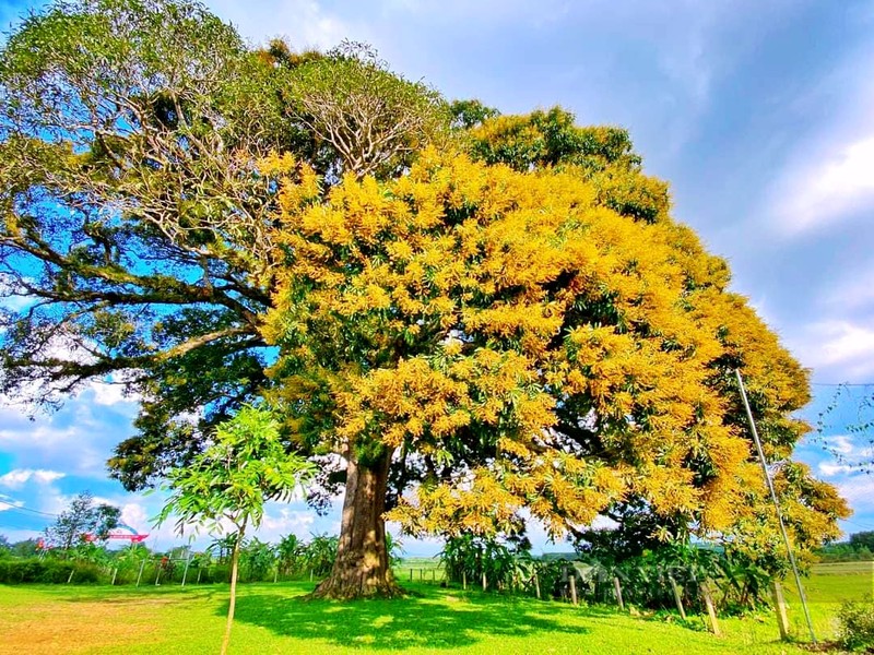 Tan mat cay troi khoang 800 tuoi duoc cong nhan di san-Hinh-4