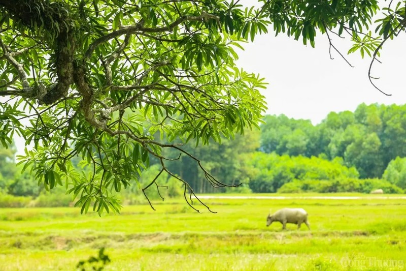 Tan mat cay troi khoang 800 tuoi duoc cong nhan di san-Hinh-9