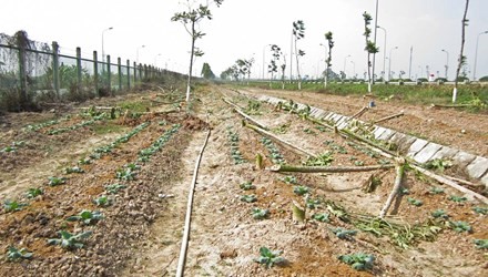 Ha Noi dep vuon rau canh tac tren “dai lo nghin ty”-Hinh-2