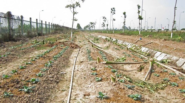 Ha Noi dep vuon rau canh tac tren “dai lo nghin ty”