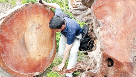 Cay xanh Hà Nọi bị chạt, gõ duọc mang di dau