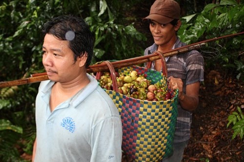 Mang cut Lai Thieu tu cay tram tuoi gia 20.000 dong/kg-Hinh-12