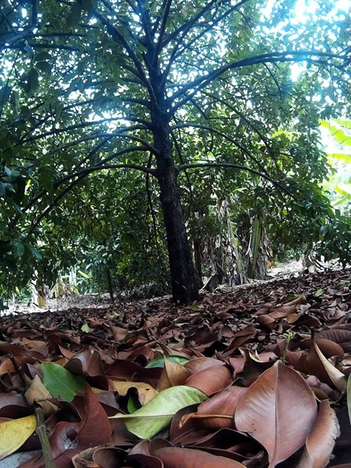 Mang cut Lai Thieu tu cay tram tuoi gia 20.000 dong/kg-Hinh-4