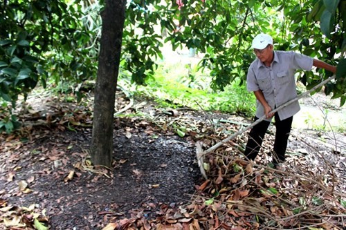 Mang cut Lai Thieu tu cay tram tuoi gia 20.000 dong/kg-Hinh-5