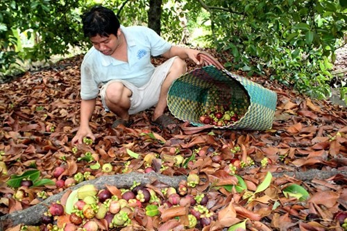 Mang cut Lai Thieu tu cay tram tuoi gia 20.000 dong/kg-Hinh-9