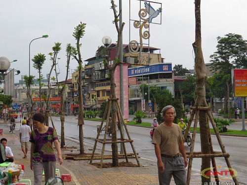 Con duong dep nhat Ha Noi da co hang cay moi-Hinh-5