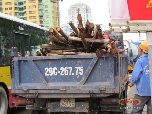 Con duong dep nhat Ha Noi da co hang cay moi-Hinh-9