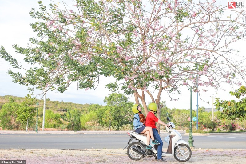 Rung keo la tram vang ruc con duong o Phan Thiet-Hinh-6