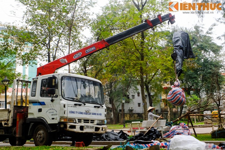 Can canh cham soc hoa anh dao Nhat Ban ve Ha Noi-Hinh-10