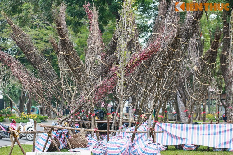 Can canh cham soc hoa anh dao Nhat Ban ve Ha Noi-Hinh-2