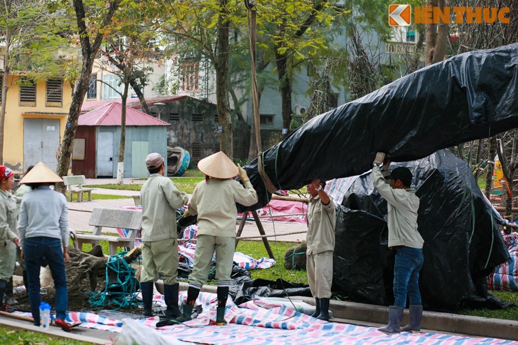 Can canh cham soc hoa anh dao Nhat Ban ve Ha Noi-Hinh-3