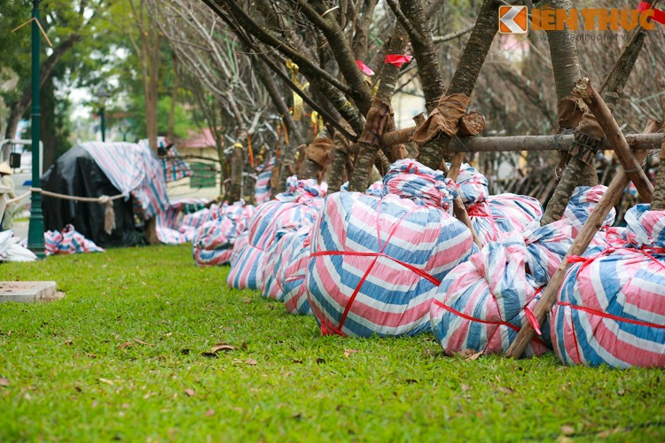 Can canh cham soc hoa anh dao Nhat Ban ve Ha Noi