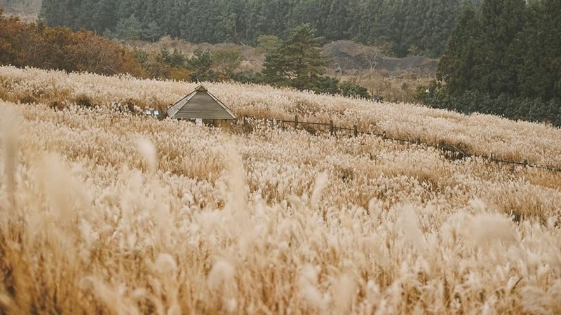 Kham pha Jeju - hon dao thien duong-Hinh-7