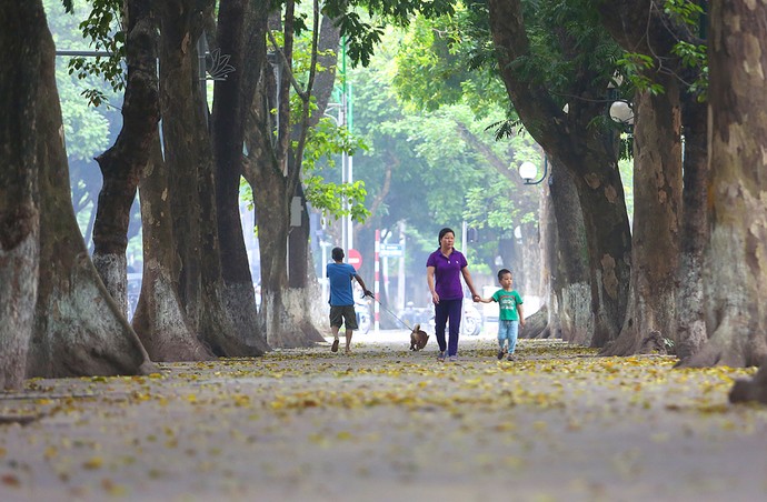 Ngo ngan voi mua la vang tuyet dep o Ha Noi-Hinh-2