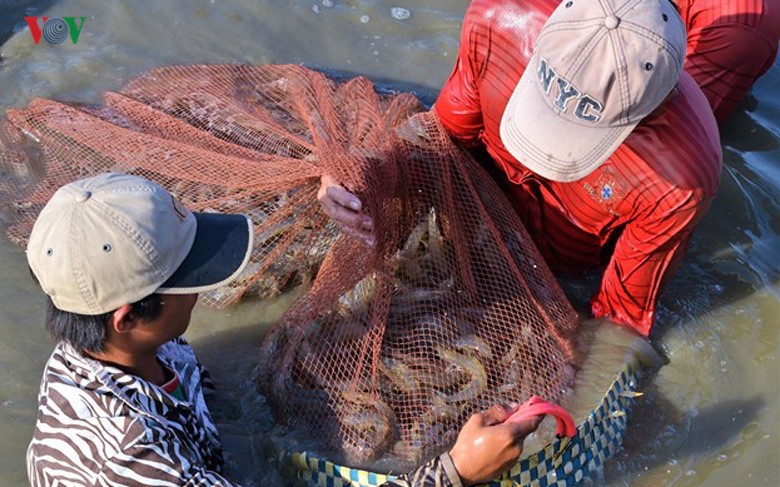 Kho tin: Nuoi tom mot vu thanh luon ty phu-Hinh-10