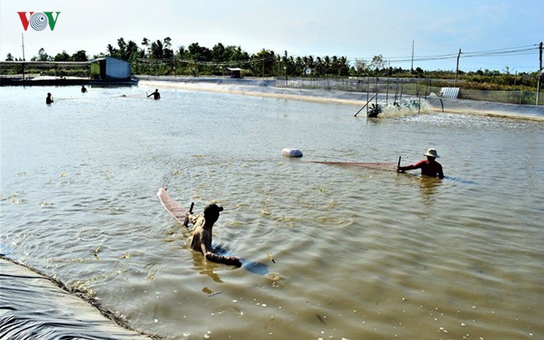 Kho tin: Nuoi tom mot vu thanh luon ty phu-Hinh-7