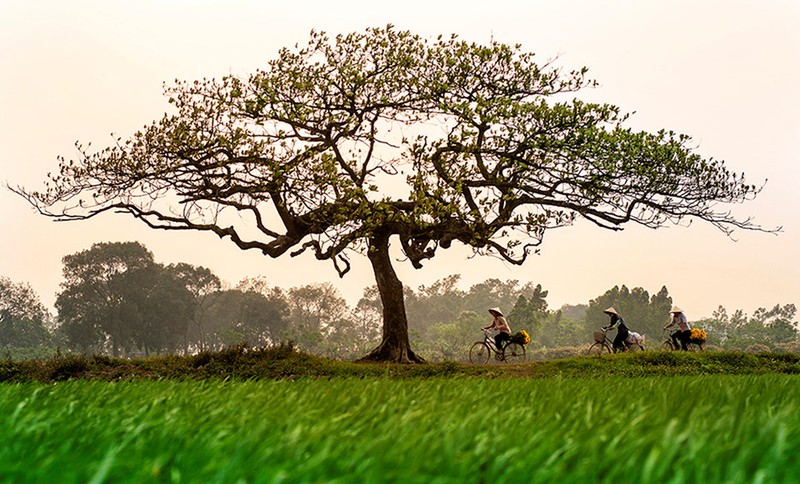 Nhung goc nho tuyet dep cua Ha Noi-Hinh-2