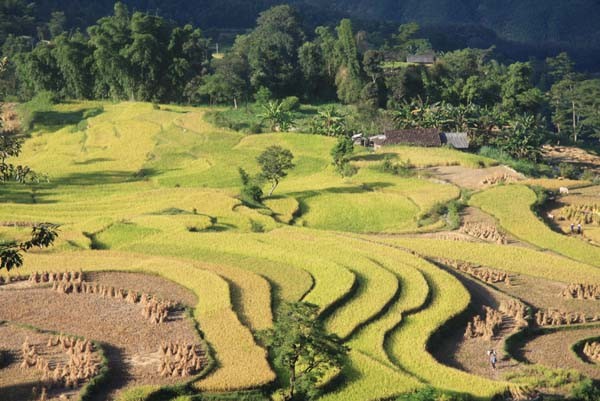 Ve dep kho cuong cua ruong bac thang o Hoang Su Phi-Hinh-2