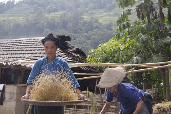 Ve dep kho cuong cua ruong bac thang o Hoang Su Phi-Hinh-6