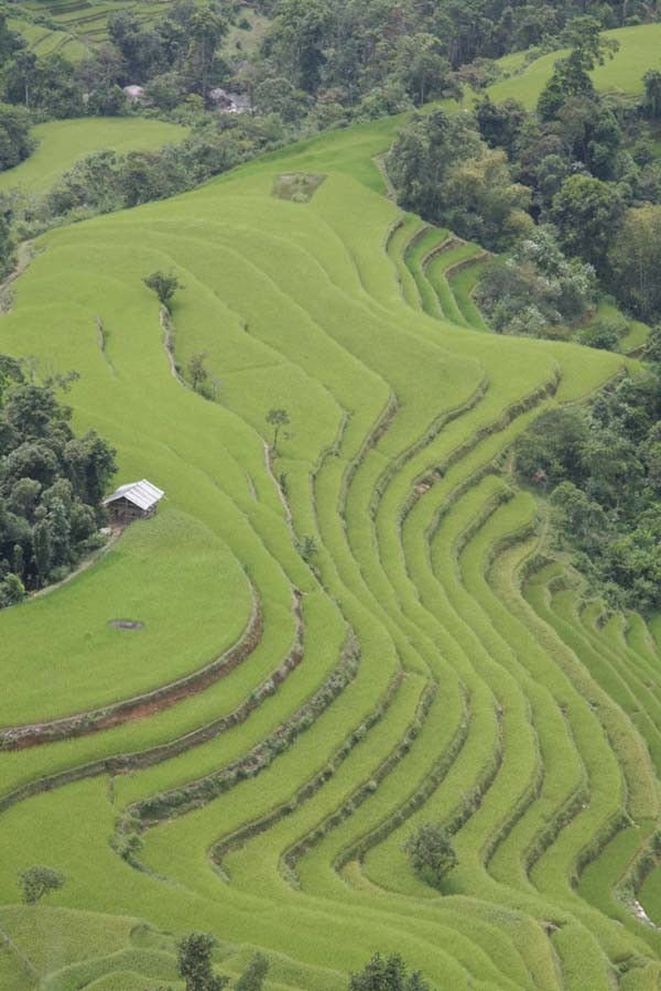 Ve dep kho cuong cua ruong bac thang o Hoang Su Phi