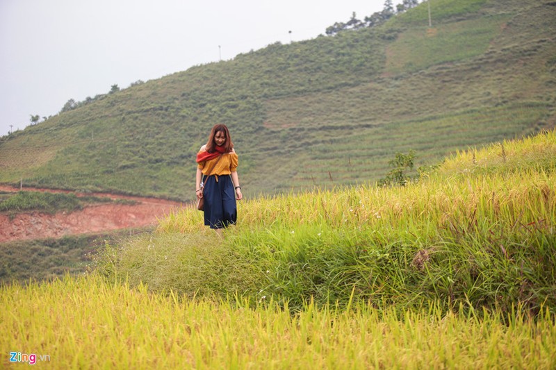 Khung canh binh yen chi co o Ha Giang-Hinh-5