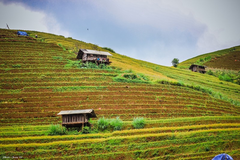 Ruong bac thang Mu Cang Chai tho mong mua lua chin-Hinh-10