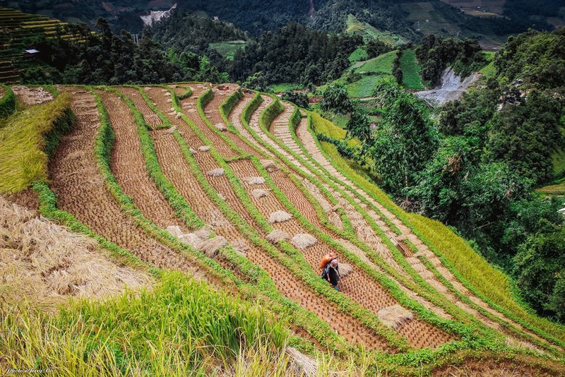 Ruong bac thang Mu Cang Chai tho mong mua lua chin-Hinh-13