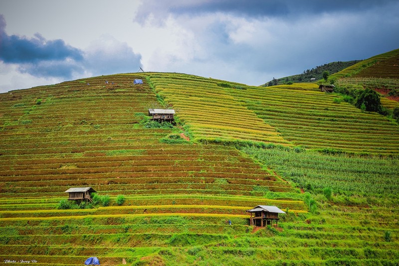 Ruong bac thang Mu Cang Chai tho mong mua lua chin-Hinh-6