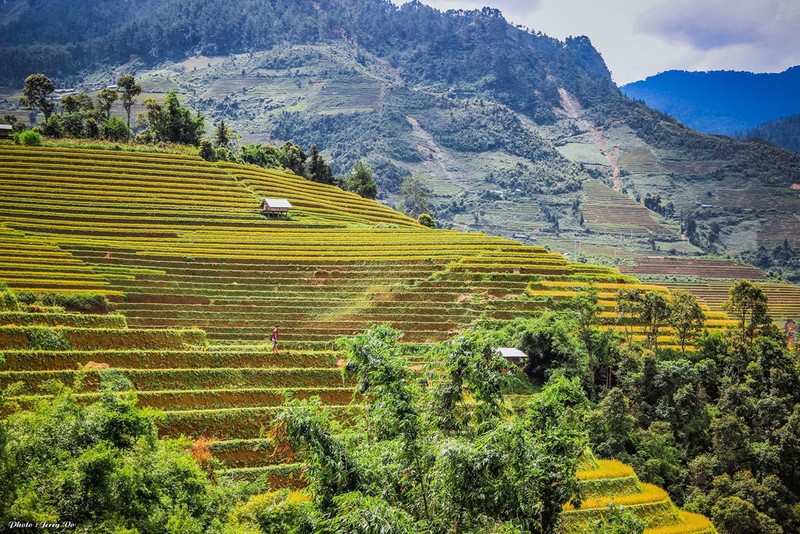 Ruong bac thang Mu Cang Chai tho mong mua lua chin