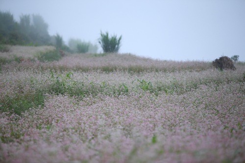 Hoa tam giac mach Ha Giang no ro, du khach khong muon ve-Hinh-3